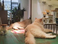 -喵喵咪呀布偶猫咖(春熙路店)
