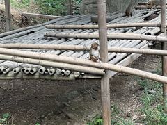 -西双版纳原始森林公园