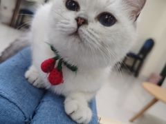 -鼓捣猫呢主题猫咖店