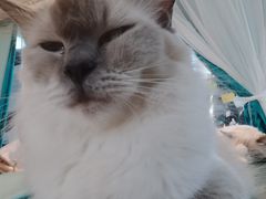 -喵喵咪呀布偶猫咖(春熙路店)