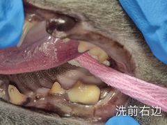 -立德动物医院·重症转诊·24H夜诊·CT·心脏彩超(顺德中心分院)