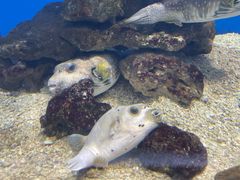 -烟台海昌鲸鲨海洋公园