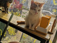 -平行世界·猫咖(首经贸店)