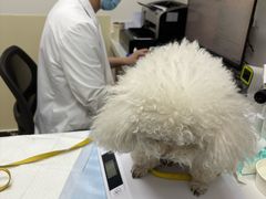 -美联众合动物医院·24h转诊中心