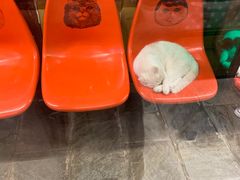 -猫咪博物馆(顶澳仔猫街店)