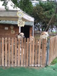 -萌宠亲子动物乐园(槐房万达店)