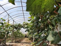 -马陆小张葡萄园农家乐