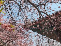 -桃花堤公园