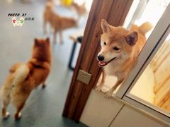 -柴源莊·柴小宠柴犬咖啡