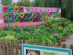 -莲花池公园