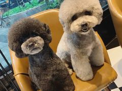 -Oh My Dog宠物沙龙(伊珊娜皮毛护理店)