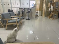 -鼓捣猫呢主题猫咖店