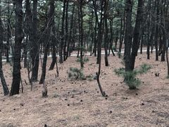 -林海公园