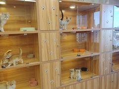 -猫十亿·布偶金渐层·曼基康矮脚猫舍(青年路店)