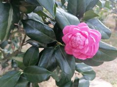 -深圳国际园林花卉博览园