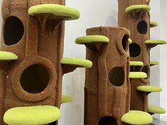 -青奢宠物·青奢猫舍