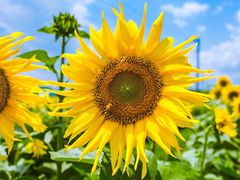 -迪茵湖田家舍生态农场