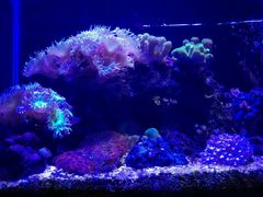-悉尼海洋生物水族馆