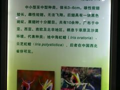 -上海昆虫博物馆