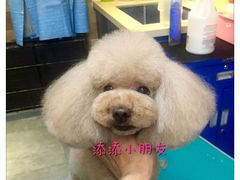 -我爱吾宠宠物美容院(朝阳路店)