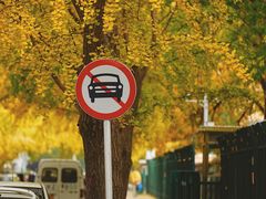 -三里屯东五街银杏大道