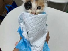 -宠颐生汉谟拉比宠物医院