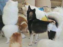 -怪兽屋·羊驼·猫咖·狗咖(俊华广场店)