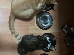 -伟伟宠物医院·瑞派猫友好医院·猫科(光谷店)