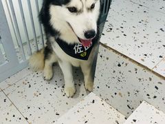 -Husky Go!哈士奇体验馆·宠物咖啡厅狗咖