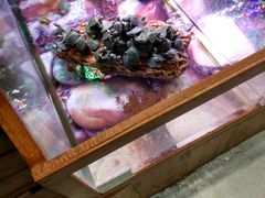 -龟与熊猫宠物公园(南坪店)