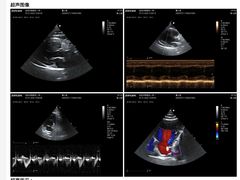 -佑安动物医院·全科·内窥镜中心(幸福巷店)