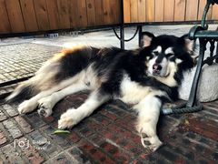 -more than meow吴止猫主题餐厅(承德 中船汇店)