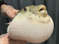-鲐赏河豚(长寿店)