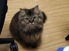 -瑞鹏宠物医院·骨科·猫科·内科(第一中心)