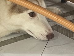 -星多哈·狗咖·拼豆·咖啡