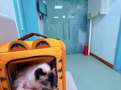 -北京观赏动物医院·24小时大型综合·猫专科·异宠专科