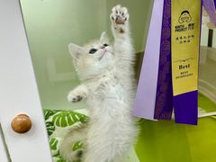 -青奢宠物·青奢猫舍