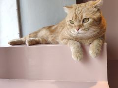 -猫儿山۰猫主题餐厅
