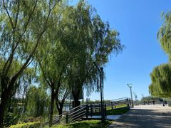 -大兴滨河森林公园