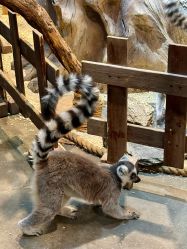 -Zoolung Zoolung动物主题公园(海信广场店)