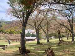 -奈良公园
