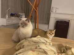 -猫大福·Fortune Cat猫舍(百子湾店)