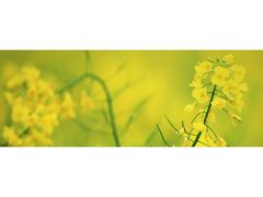 -祁门牯牛降观音堂风景区