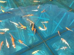 -牛鱼嘴原始生态风景区