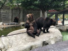 -灵玲国际马戏城