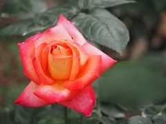 -人民公园(罗湖区)