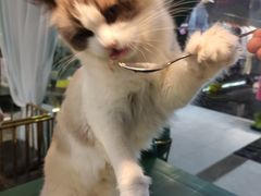 -喵喵咪呀布偶猫咖(春熙路店)