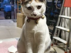 -宁耳听力助听器奥迪康峰力西门子斯达克(静安闸北店)