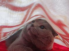 -美联众合宠物医院·爱萌分院·内外科·猫科中心