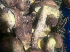-菌之家·专业纯野生菌火锅·特色炒菌